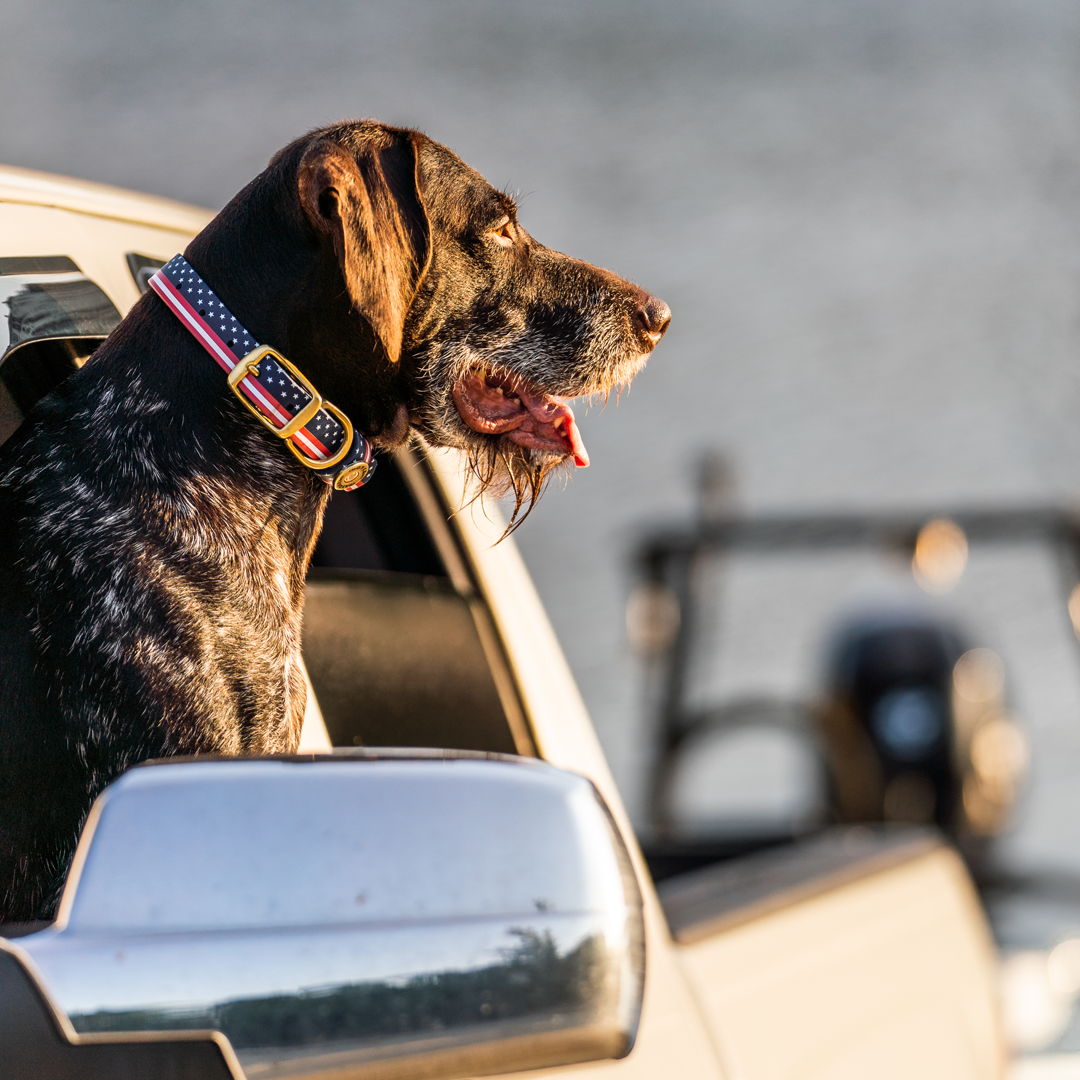 Patriot Water Dog Collar