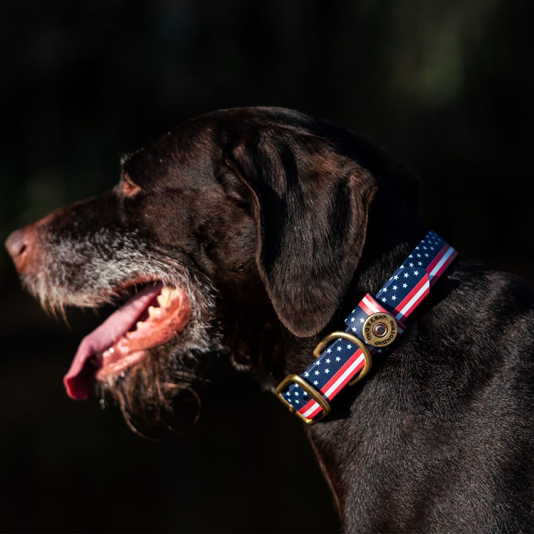 Patriot Water Dog Collar