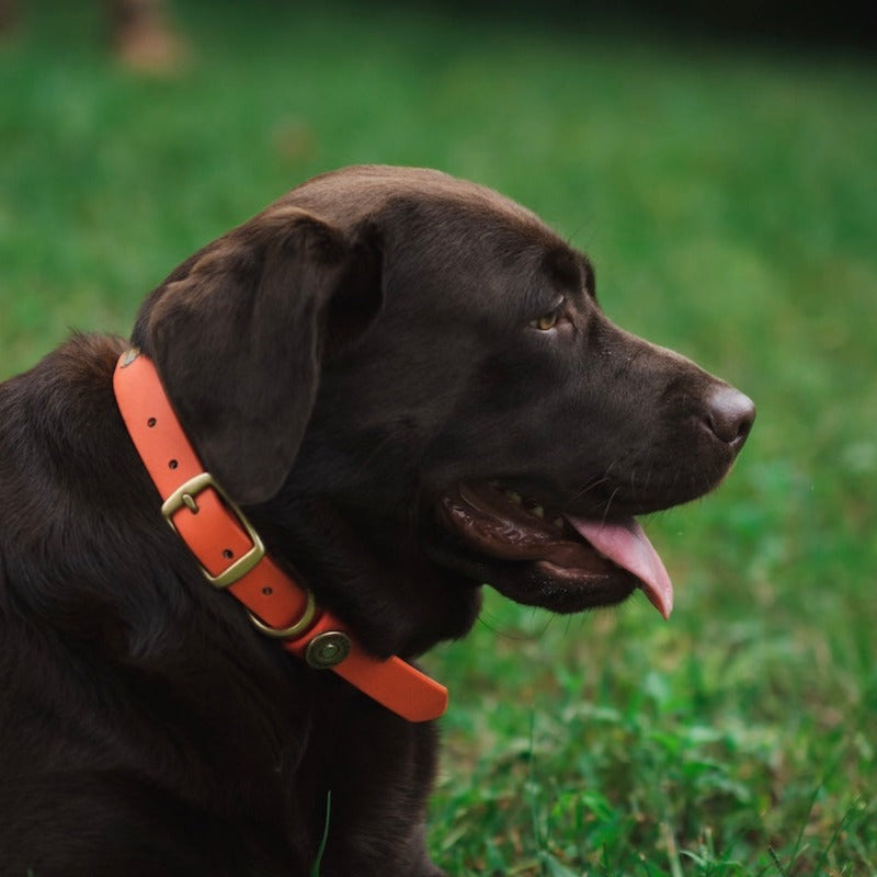 Hunting orange dog collars hotsell